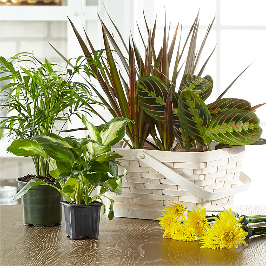 Florist Designed Blooming and Green Plants in a Basket – GLAMMY'S FLOWER GARDEN, Fayette AL