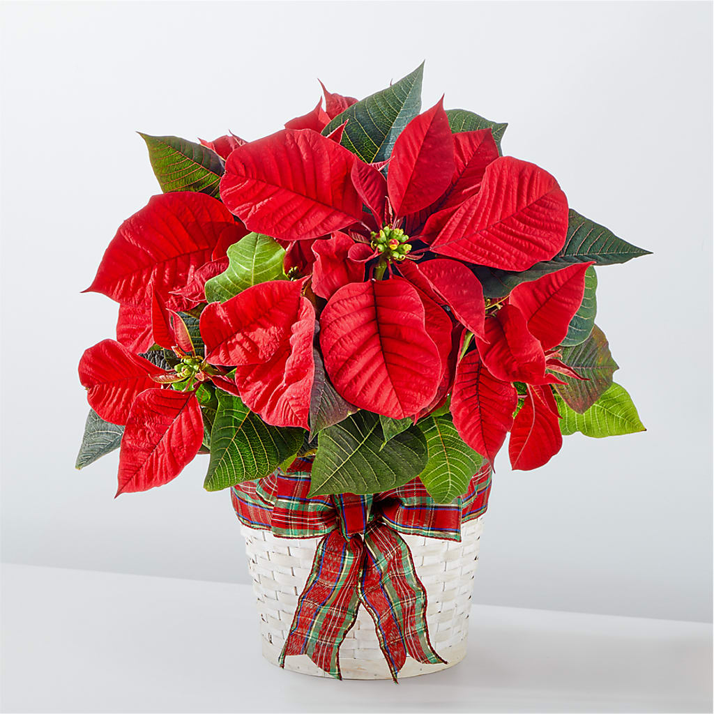 Happiest Holidays Poinsettia – GLAMMY'S FLOWER GARDEN, Fayette AL