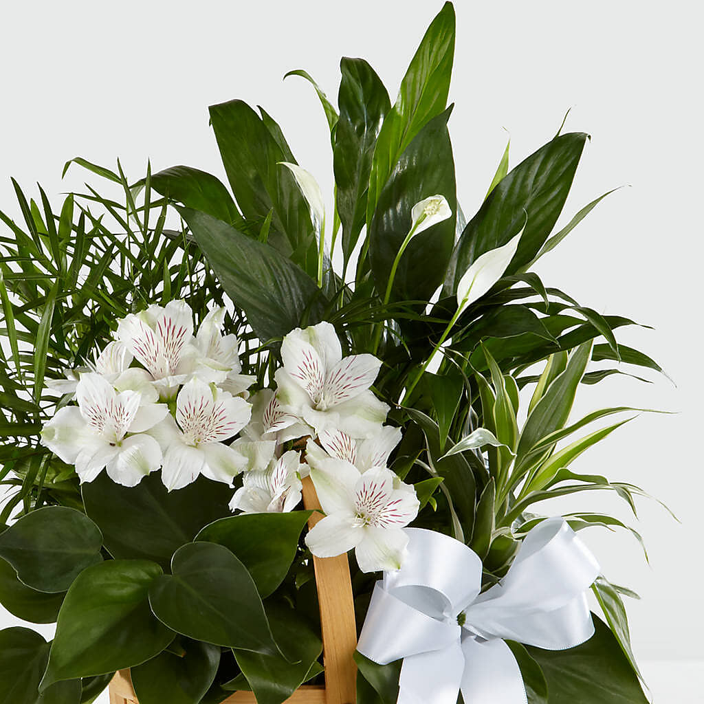 Peace & Serenity Dishgarden – GLAMMY'S FLOWER GARDEN, Fayette AL