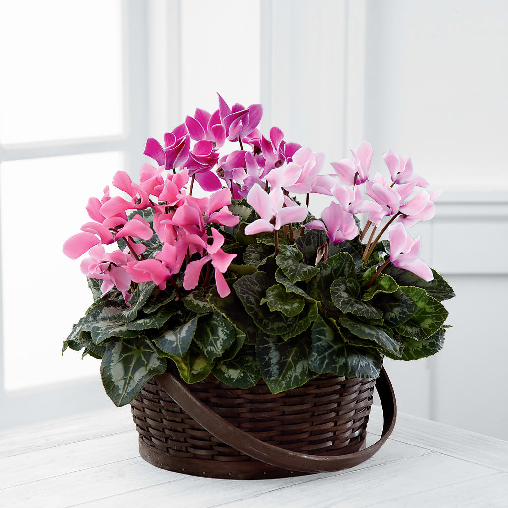 Mixed Cyclamen Planter – GLAMMY'S FLOWER GARDEN, Fayette AL