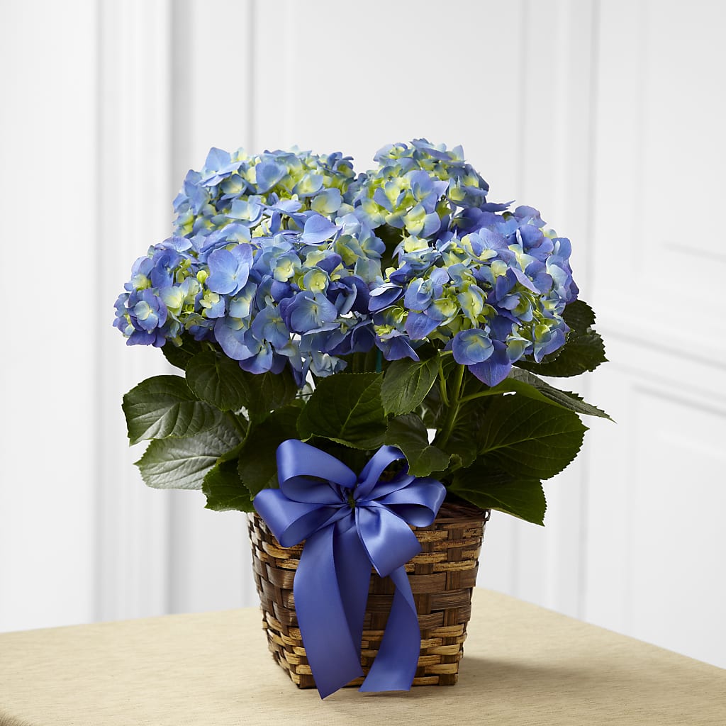 Blue Hydrangea Planter – GLAMMY'S FLOWER GARDEN, Fayette AL