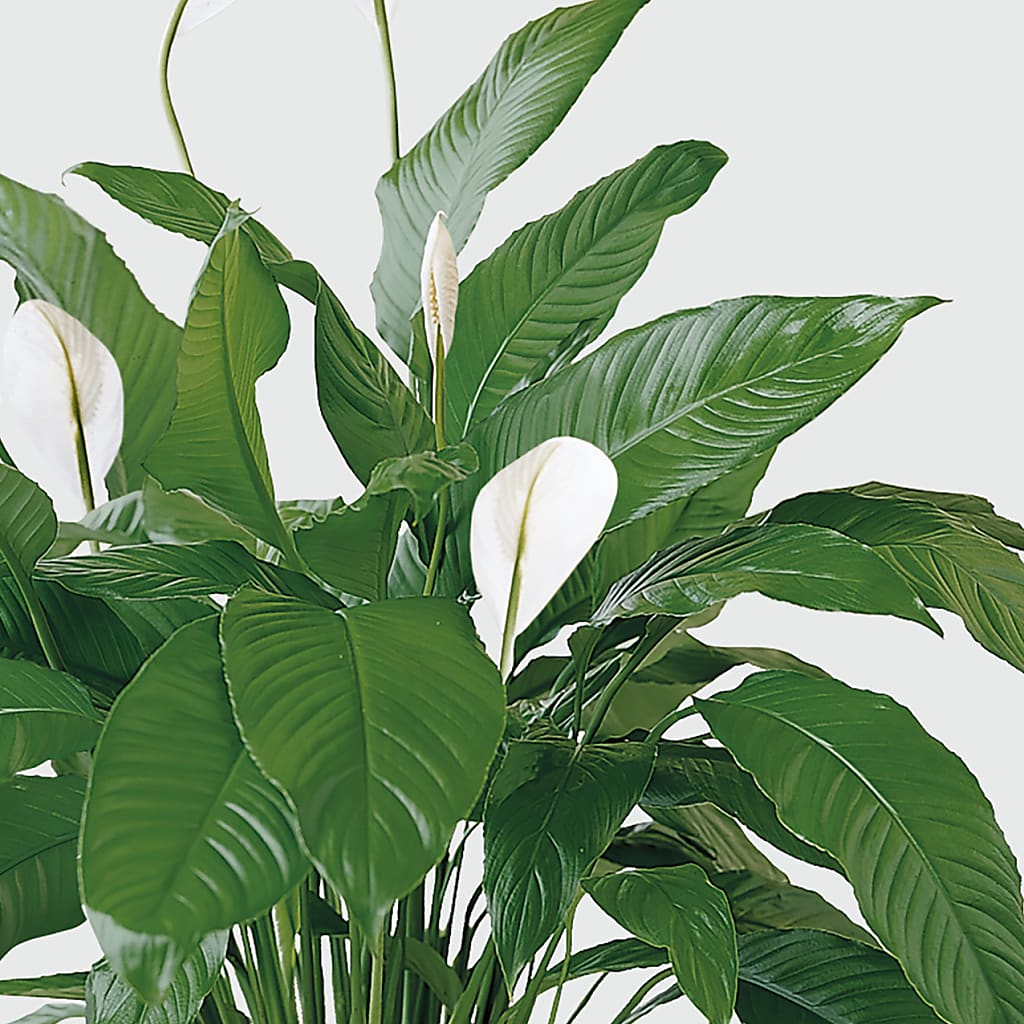 Tranquil Moments Peace Lily Plant – GLAMMY'S FLOWER GARDEN, Fayette AL