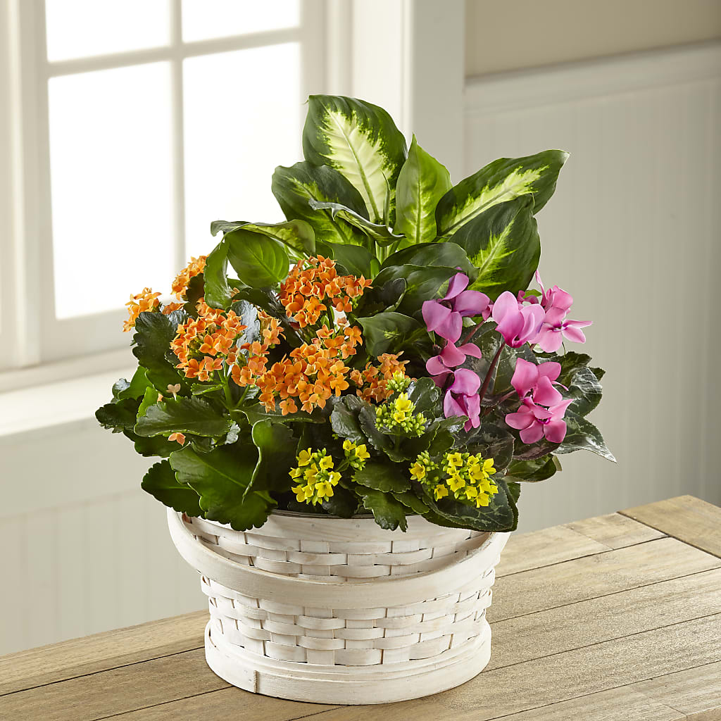 Color Crush Dishgarden – GLAMMY'S FLOWER GARDEN, Fayette AL