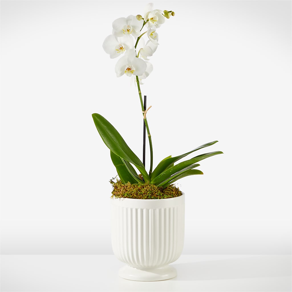 Whispering White Orchid – GLAMMY'S FLOWER GARDEN, Fayette AL