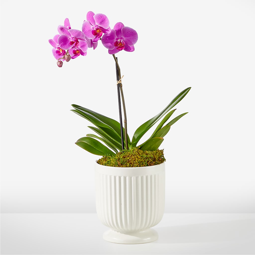 Friendly Fuchsia Orchid – GLAMMY'S FLOWER GARDEN, Fayette AL