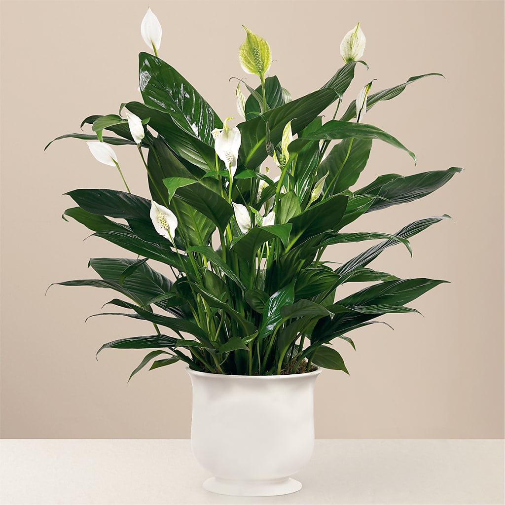 Comfort Planter – GLAMMY'S FLOWER GARDEN, Fayette AL