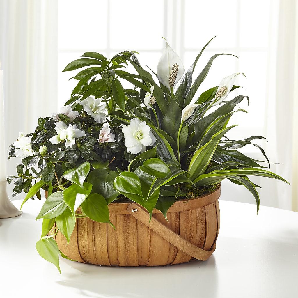Serene Dishgarden – GLAMMY'S FLOWER GARDEN, Fayette AL