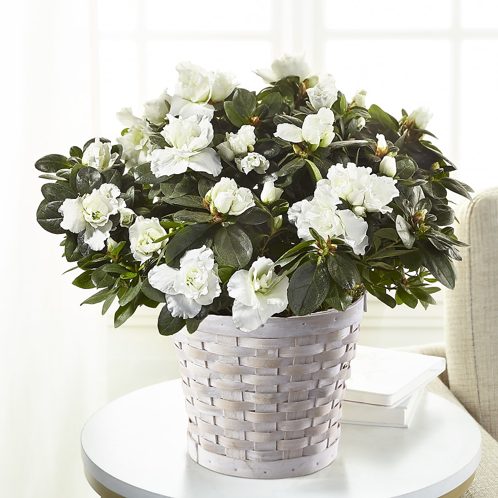 White Azalea Plant – GLAMMY'S FLOWER GARDEN, Fayette AL