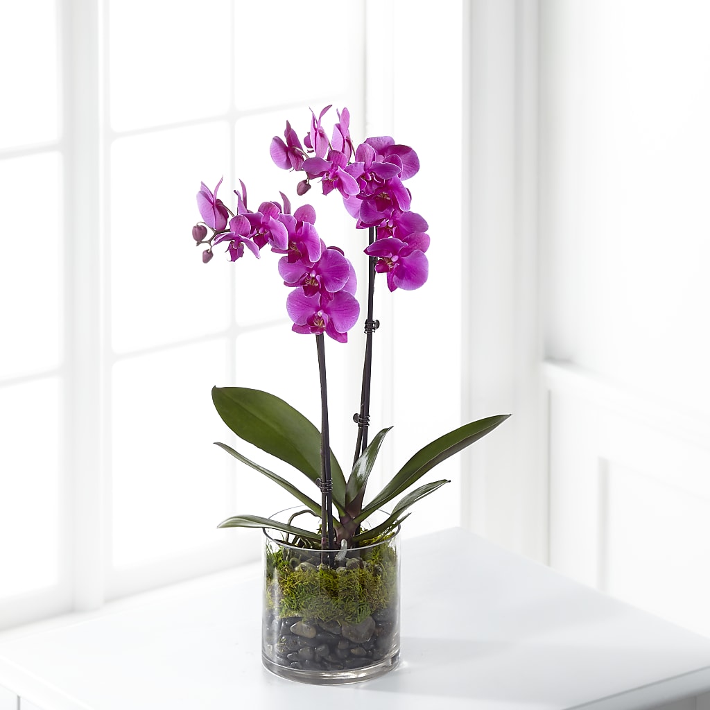 Pink Orchid Plant – GLAMMY'S FLOWER GARDEN, Fayette AL