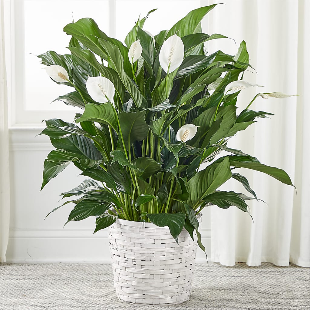 A New Leaf Peace Lily – GLAMMY'S FLOWER GARDEN, Fayette AL