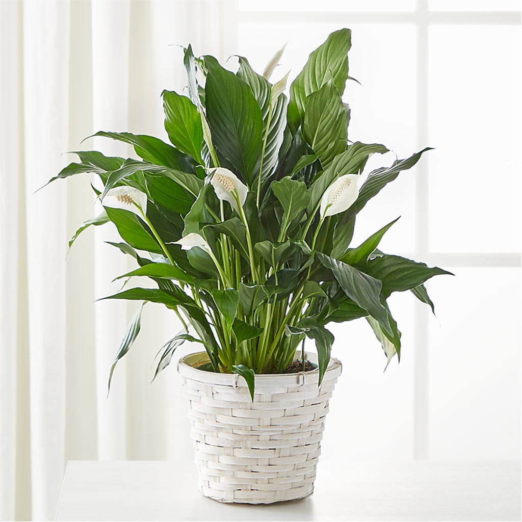 A New Leaf Peace Lily – GLAMMY'S FLOWER GARDEN, Fayette AL