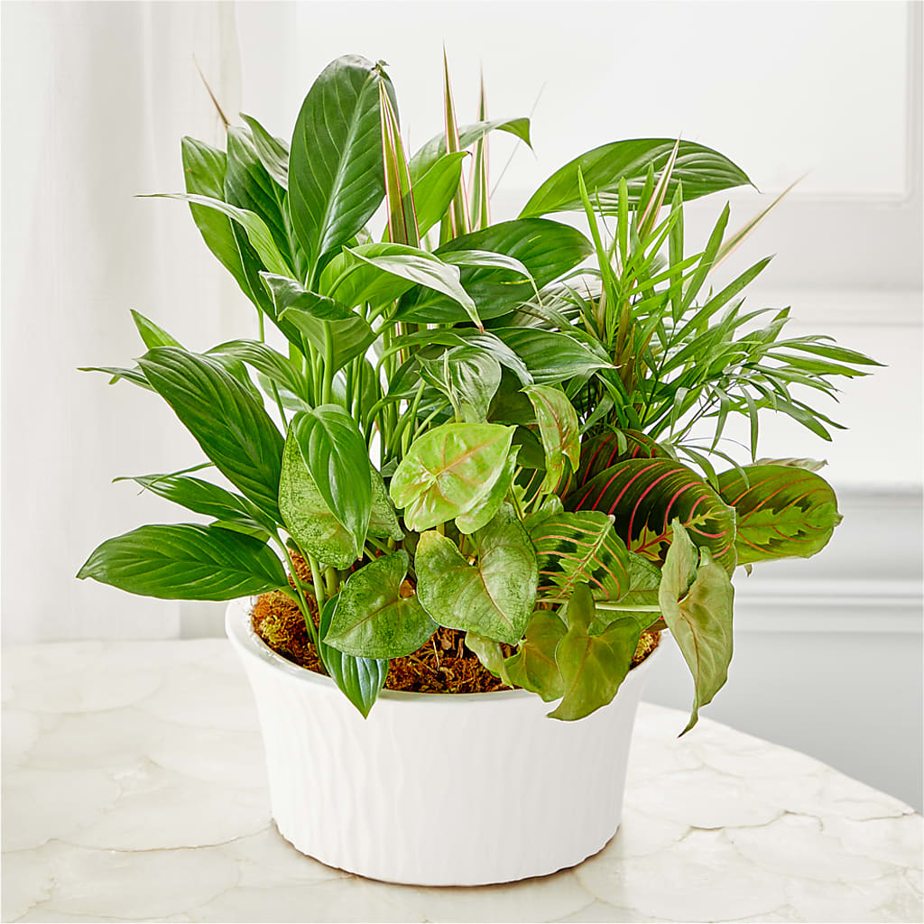 Balance & Harmony Dishgarden – GLAMMY'S FLOWER GARDEN, Fayette AL