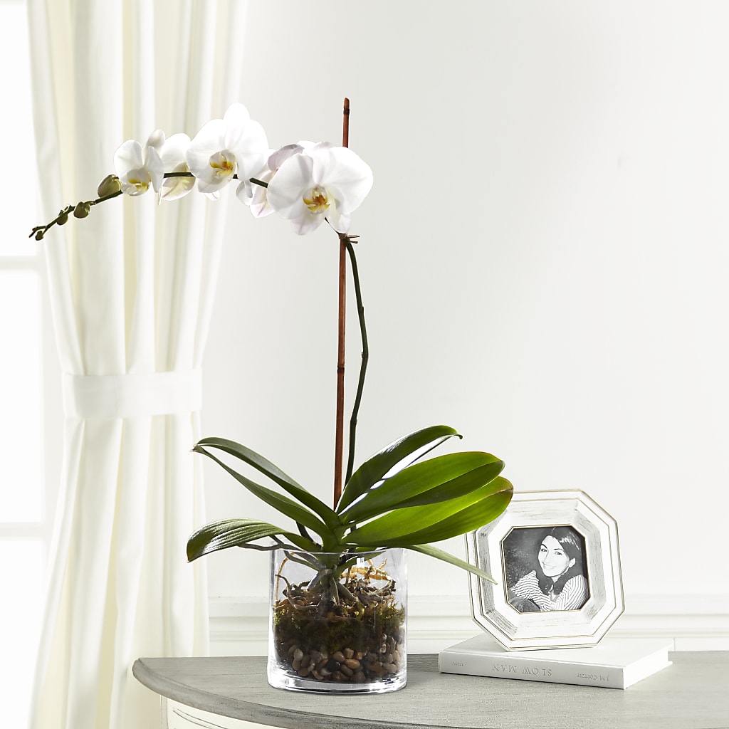 White Orchid Planter – GLAMMY'S FLOWER GARDEN, Fayette AL