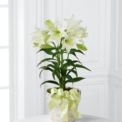 Easter Lily Plant – GLAMMY'S FLOWER GARDEN, Fayette AL
