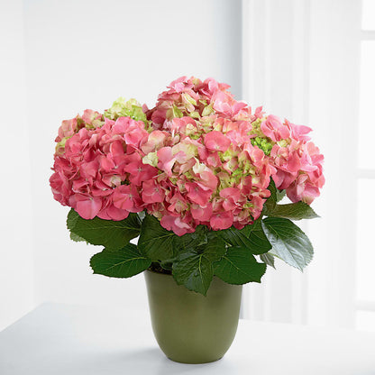 Pink Hydrangea Planter – GLAMMY'S FLOWER GARDEN, Fayette AL