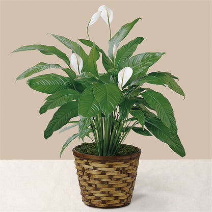 Tranquil Moments Peace Lily Plant – GLAMMY'S FLOWER GARDEN, Fayette AL