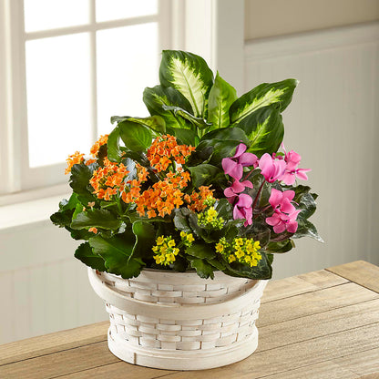 Color Crush Dishgarden – GLAMMY'S FLOWER GARDEN, Fayette AL