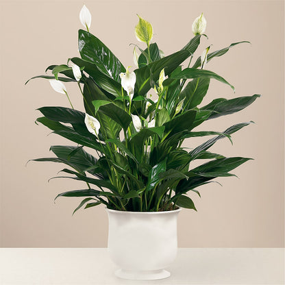 Comfort Planter – GLAMMY'S FLOWER GARDEN, Fayette AL