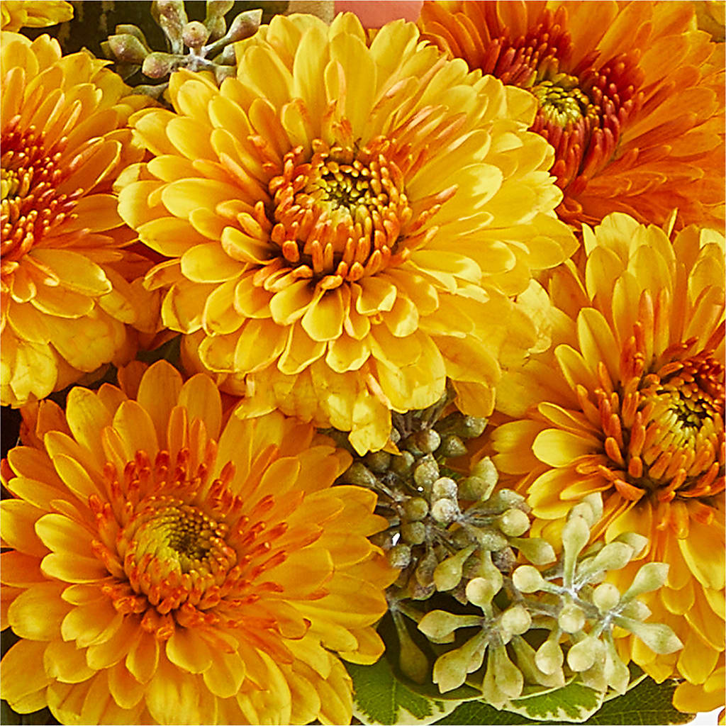 Peachy Pumpkin – GLAMMY'S FLOWER GARDEN, Fayette AL