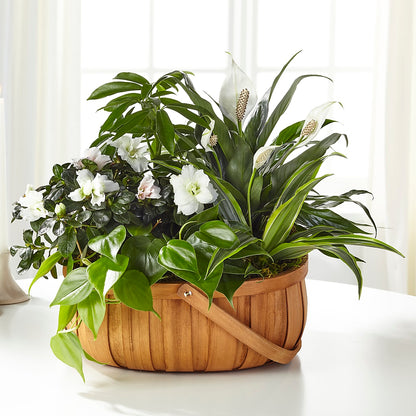 Serene Dishgarden – GLAMMY'S FLOWER GARDEN, Fayette AL