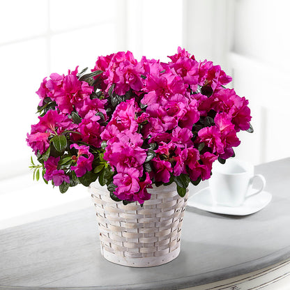 Hope & Serenity Azalea Plant – GLAMMY'S FLOWER GARDEN, Fayette AL