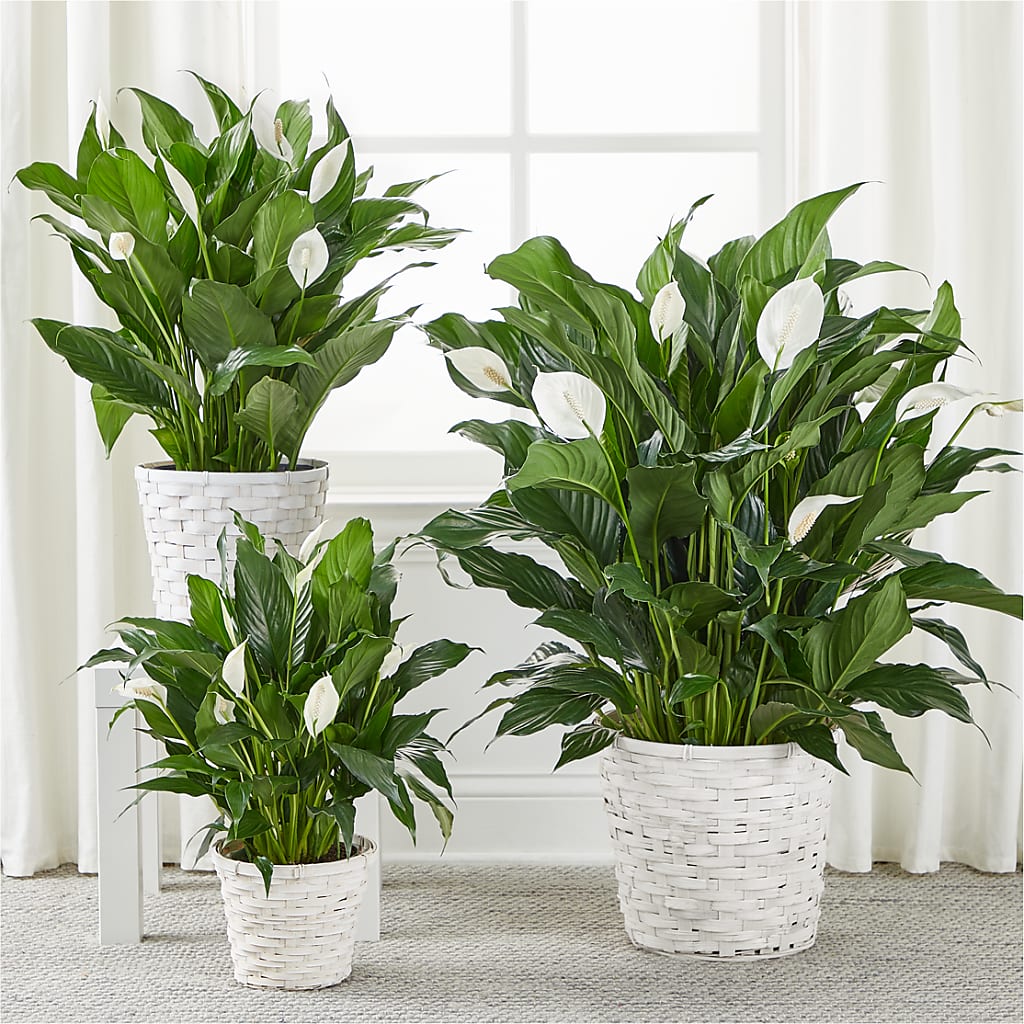 A New Leaf Peace Lily – GLAMMY'S FLOWER GARDEN, Fayette AL
