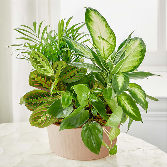 Balance & Harmony Dishgarden – GLAMMY'S FLOWER GARDEN, Fayette AL