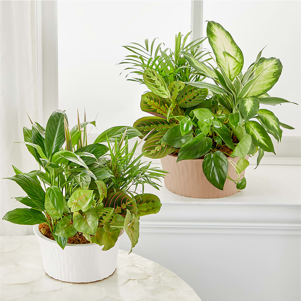 Balance & Harmony Dishgarden – GLAMMY'S FLOWER GARDEN, Fayette AL