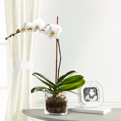 White Orchid Planter – GLAMMY'S FLOWER GARDEN, Fayette AL