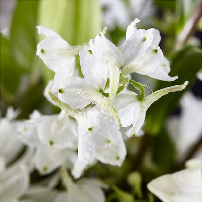 Classic Ivory – A Florist Original – GLAMMY'S FLOWER GARDEN, Fayette AL